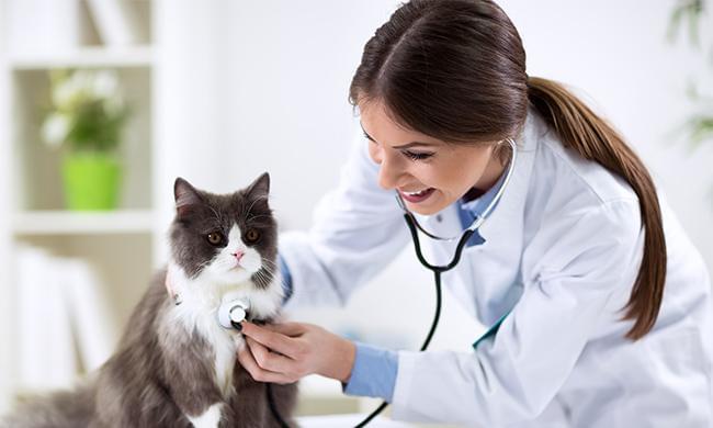 Veterinary program