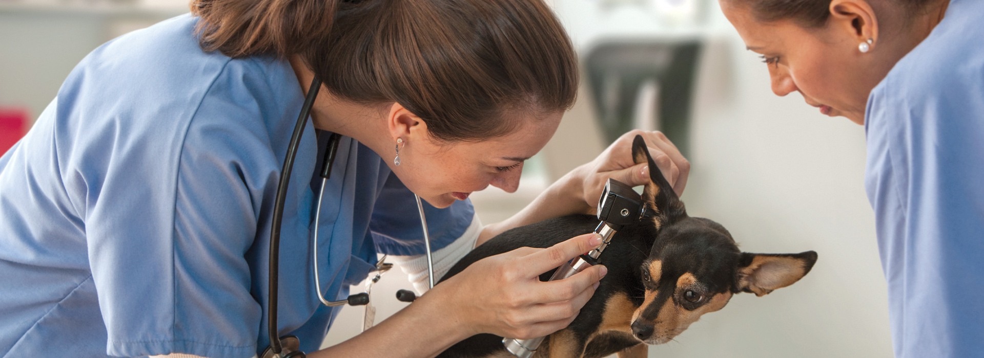 Veterinary Assisting - Southern Technical College Veterinary Assisting - Southern Technical College